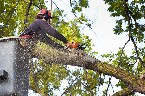 Best Fruit Tree Pruning  in Lockhart, TX